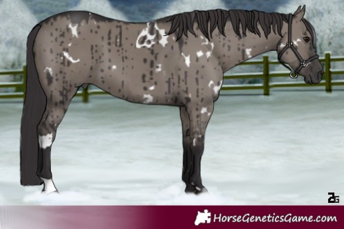 Horse Color:White Spotted Smoky Grullo Brindle 