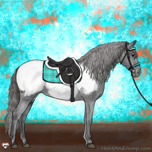 Horse Color:Black Appaloosa 
