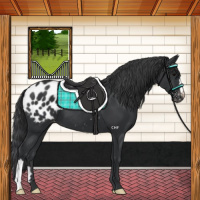 Horse Color:Black Appaloosa