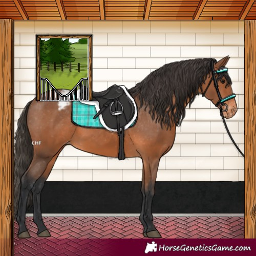 Horse Color:Bay Appaloosa 