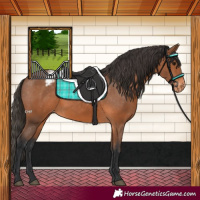 Horse Color:Bay Appaloosa 