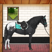 Horse Color:Black Appaloosa 