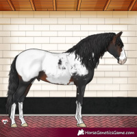 Horse Color:Brown Appaloosa