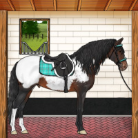 Horse Color:Brown Appaloosa