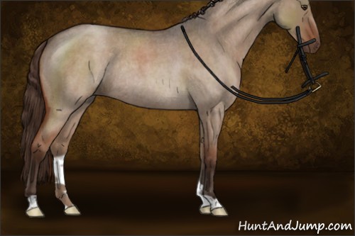 Horse Color:Liver Red Dun Roan Rabicano