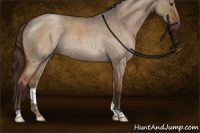 Horse Color:Liver Red Dun Roan Rabicano 