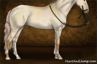 Horse Color:Palomino Dun Tobiano 