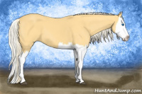 Horse Color:Palomino Splash 