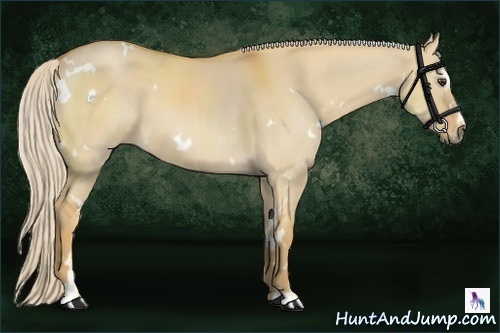 Horse Color:White Spotted Palomino Dun Sabino 