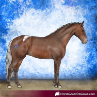 Horse Color:Silver Bay Appaloosa 