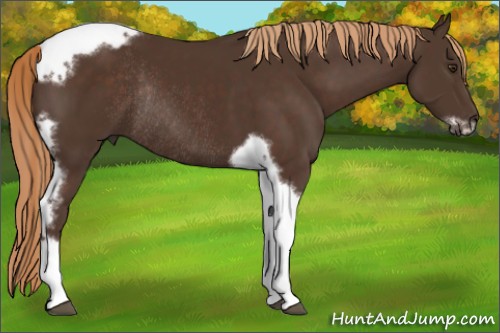Horse Color:Liver Chestnut Tobiano Frame Rabicano