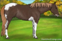 Horse Color:Liver Chestnut Tobiano Frame Rabicano 