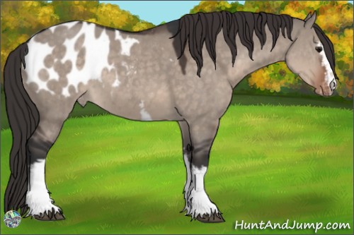 Horse Color:White Spotted Brown Dun Mushroom Sabino Blanket 