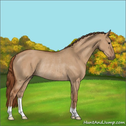 Horse Color:Red Dun Rabicano 