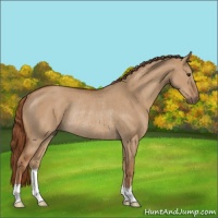 Horse Color:Red Dun Rabicano 