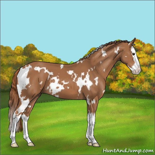 Horse Color:White Spotted Chestnut Splash 
