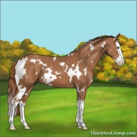 Horse Color:White Spotted Chestnut Splash 