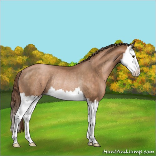 Horse Color:Brown Pearl Sabino Splash Rabicano 
