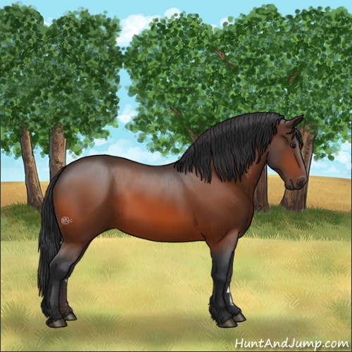 Horse Color:Bay 