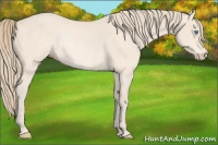 Horse Color:Perlino Rabicano 