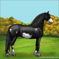 Horse Color:Midnight Black Sabino Frame 