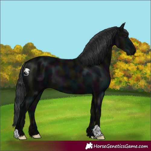Horse Color:Midnight Black 
