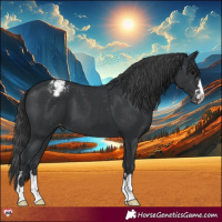 Horse Color:Black Appaloosa