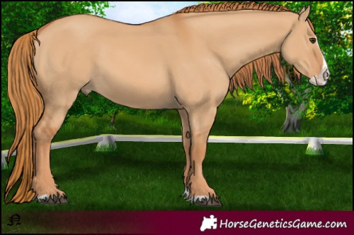 Horse Color:Red Dun Splash 
