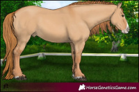 Horse Color:Red Dun Splash 