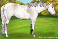 Horse Color:Gray Silver Bay Ice Dun Tobiano 