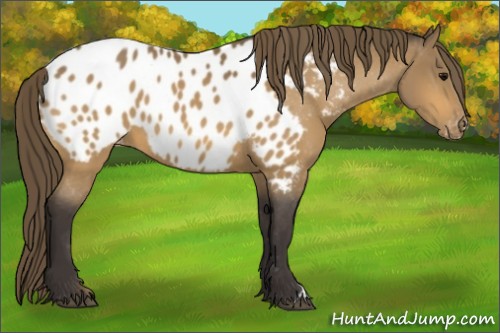 Horse Color:Buckskin Appaloosa 