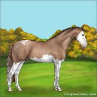Horse Color:Brown Pearl Splash Appaloosa