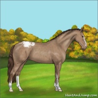 Horse Color:Classic Champagne Sabino Varnish 