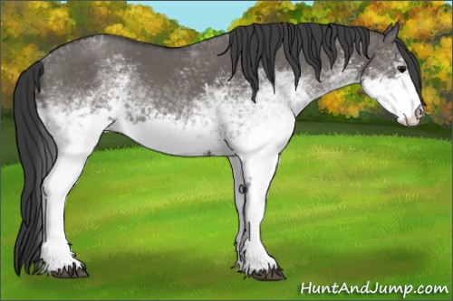Horse Color:White Spotted Grullo 