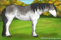 Horse Color:White Spotted Grullo