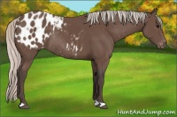 Horse Color:Silver Black Blanket Rabicano 