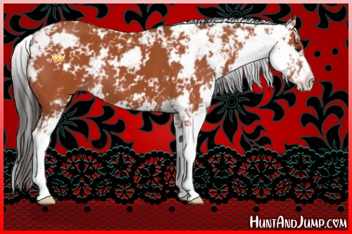 Horse Color:Bay Sabino 