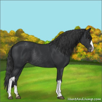 Horse Color:Black Varnish Rabicano 