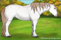 Horse Color:White Spotted Chestnut 