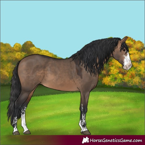Horse Color:Brown Dun Sabino 
