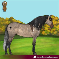 Horse Color:White Spotted Brown Dun 