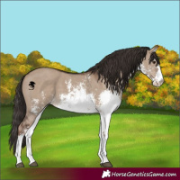 Horse Color:White Spotted Liver Red Dun Sabino 