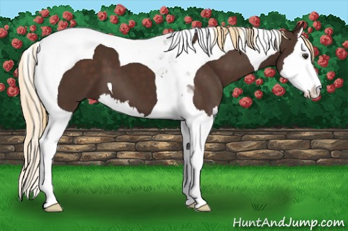 Horse Color:Liver Chestnut Splash Tobiano 