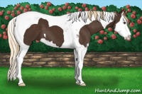 Horse Color:Liver Chestnut Splash Tobiano 