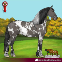 Horse Color:White Spotted Grullo