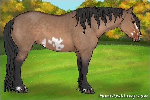 Horse Color:Brown Dun and Brown Dun Frame