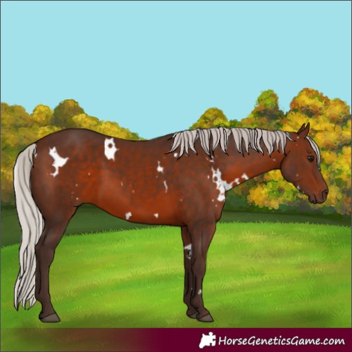 Horse Color:White Spotted Silver Brown