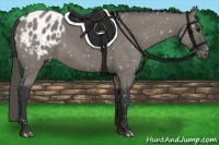 Horse Color:Grullo Appaloosa
