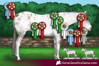 Horse Color:White Spotted Bay Appaloosa