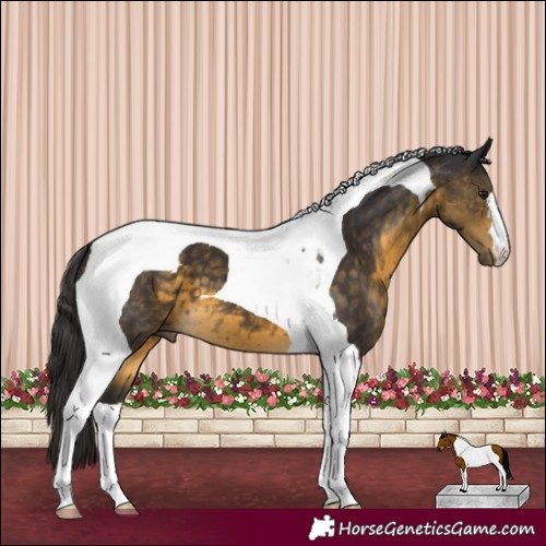 Horse Color:Buckskin Tobiano 
